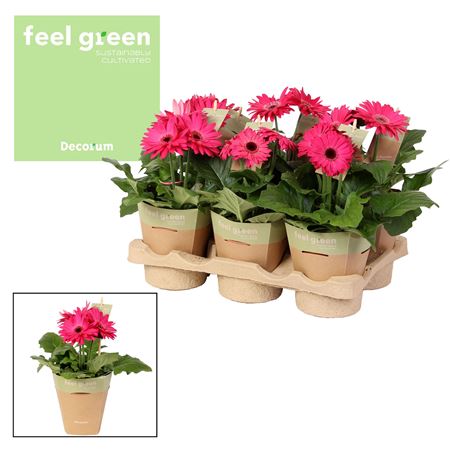 Gerbera Purple 2+ Feel Green (decorum)