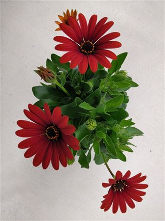 Osteospermum Red
