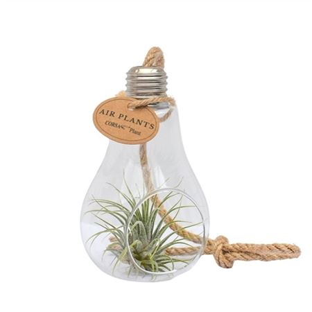 Tillandsia Glas Lamp Touw Small