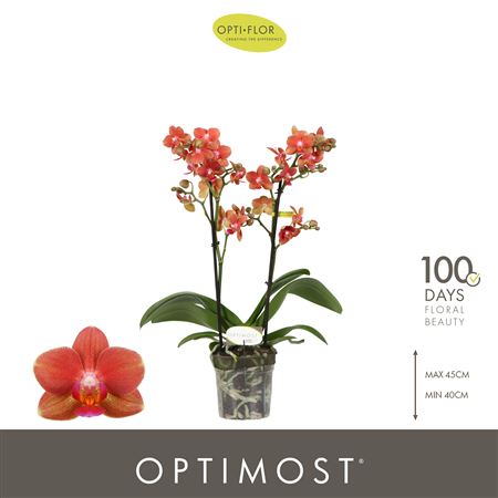 Phal 2st Optimost Thor