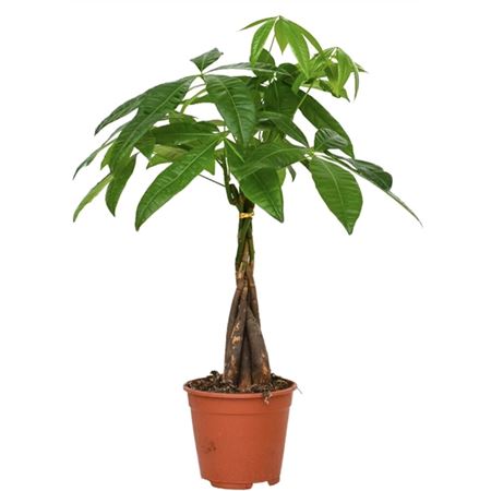 Pachira Aquatica 21