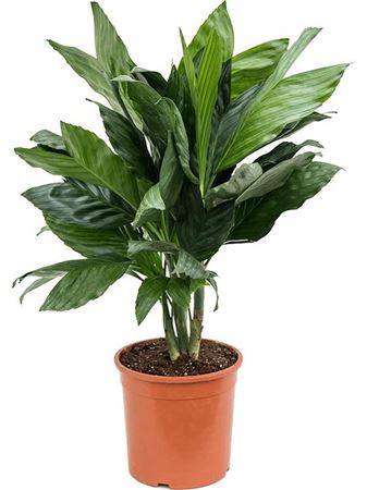 Chamaedorea Metallica