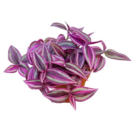 Tradescantia Pink Paradise