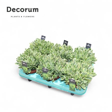 Crassula Rusby Variegata (decorum) Decorum+steker