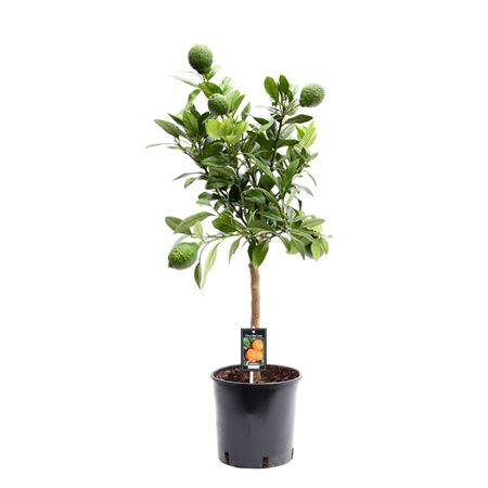 Citrus Red Lemon On Stem