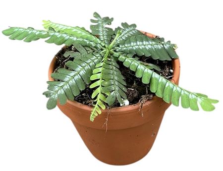 Biophytum Zenkeri
