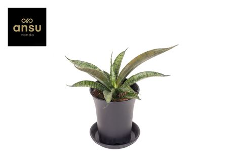 Sansevieria Comet Rocky Mountain