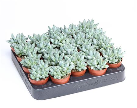 Pachyphytum Compactum