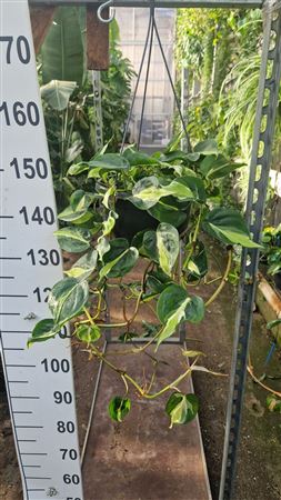 Phil. Scandens 'cream Splash' Hang