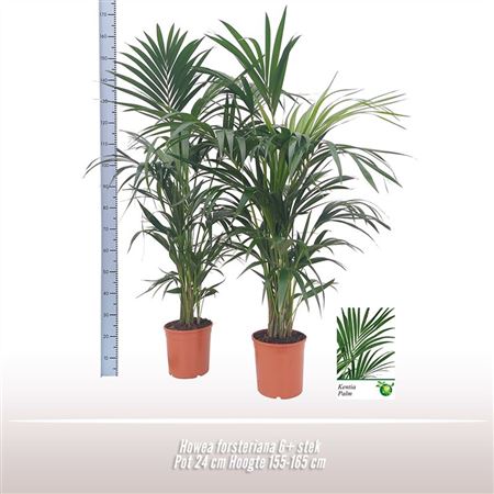 Howea Forsteriana 7+