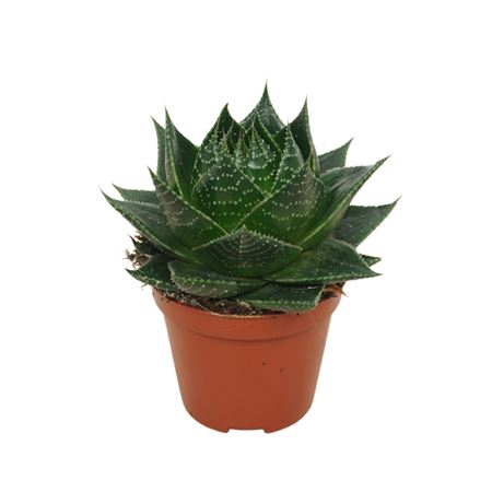 Aloë Cosmo 8,5 Cm Plant