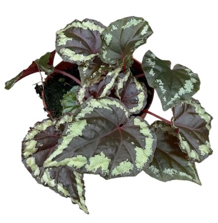 Begonia Ignita