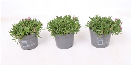 Delosperma Lido Pink