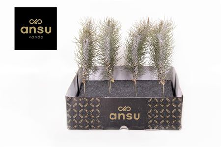 Tillandsia Funckiana Crazy Love