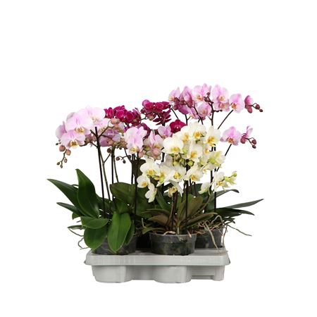 Phal 2st Flora A2 (opti)