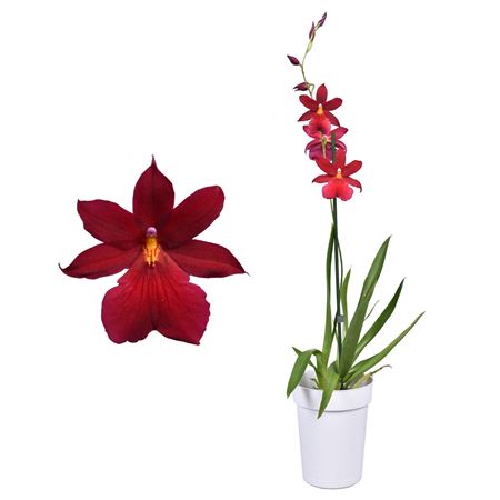 Cambria 1st Nelly Isler' Red Velvet In White Ceram