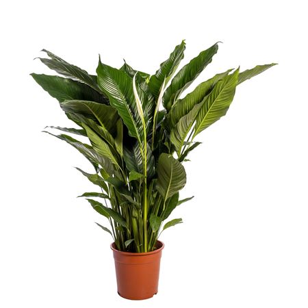 Spath Sweet Sebastiano 2+