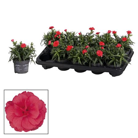 Dianthus Oscar Cherry