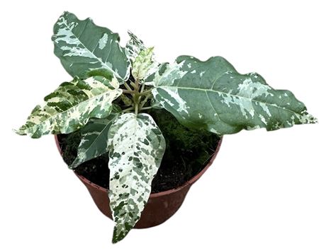 Ficus Snowstorm