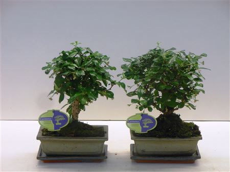Bonsai Carmona Macrophylla, 20., Broom, With Dri