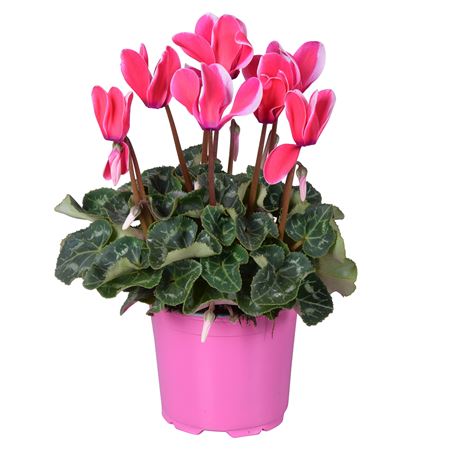 Cyclamen Super Allure Fuji Pink Ton Sur Ton