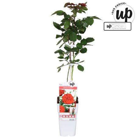 Rosa Climbing Crazy In Love Red