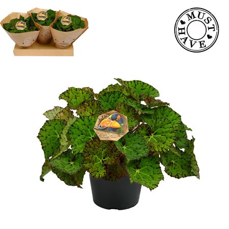 Begonia Rex Lime Fever Must Have