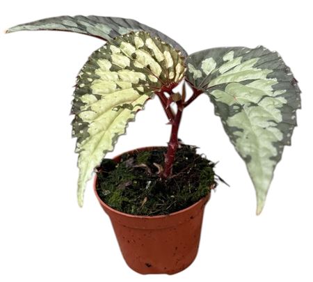 Begonia Lucifer