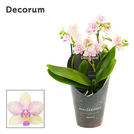 Phal 3-4 Dazzling Blossom Bliss (dec)