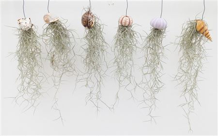 Tillandsia Shell Mix