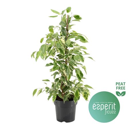 Ficus Be Golden King