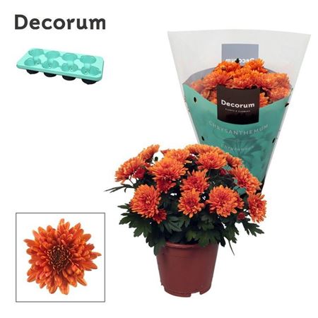 Chrys Grandezza Orange 3pp (decorum)