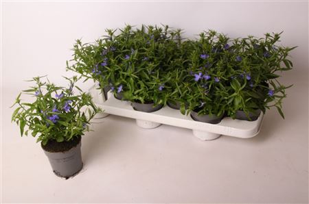 Lobelia Bahari Blue