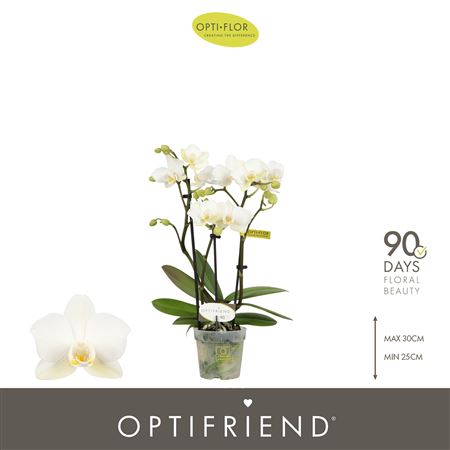Phal 3st Optifriend Sandra (opti)