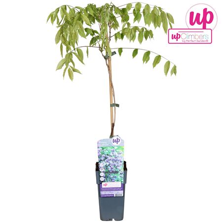 Wisteria Floribunda Black Dragon