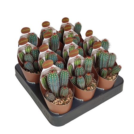 Pilosocereus Bradei Potcover