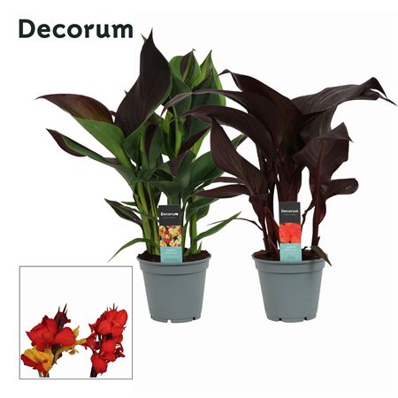 Canna Exclusieve Mix (decorum)