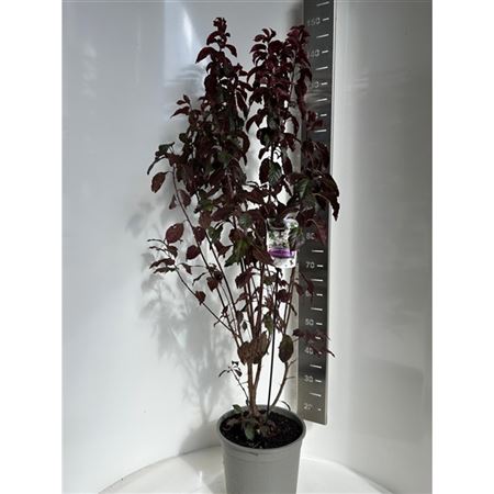 Prunus Cerasifera Crimson Pointe