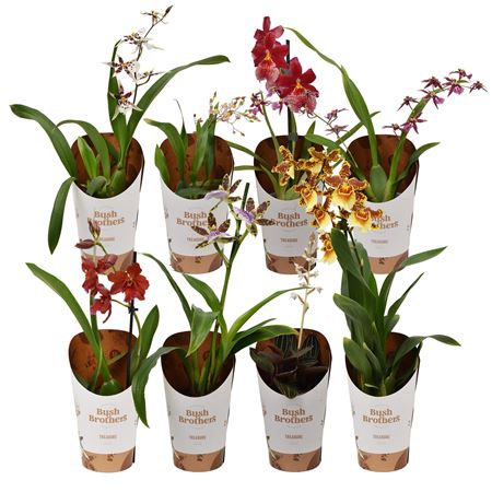 Orchid 1-2st Mix