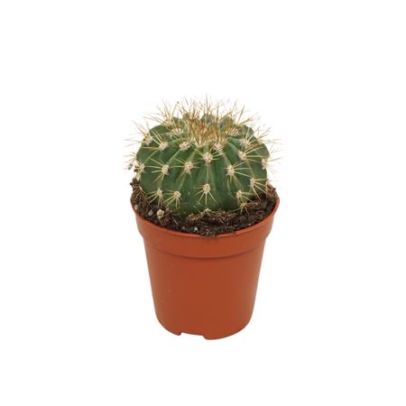 Melocactus Broadwayii