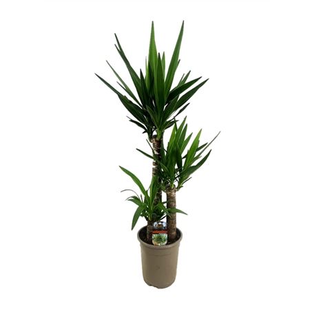 Yucca 60-30-15 2+