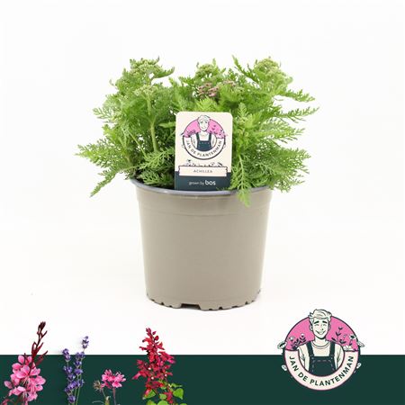 Achillea Millefolium Pink Milly Rock