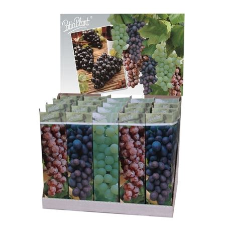 Vitis Vinifera Mix