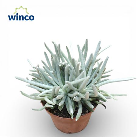 Senecio Scaposus (group)