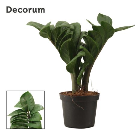 Zamioculcas Zenzi 2+ (decorum))