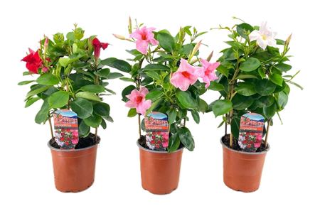 Mandevilla Rio Mix