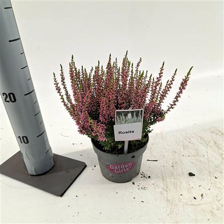 Calluna Gg Rosita