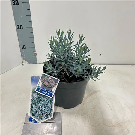 Andromeda Polifolia Blue Lagoon