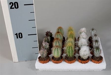 Cactus Zuilenmix On Row In Terracotta Pot