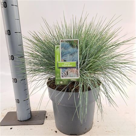 Festuca Glauca Elijah Blue